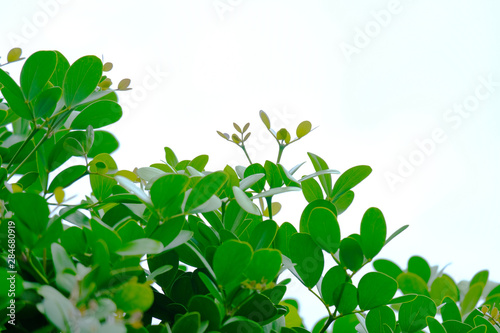 Fresh green leaf on white background