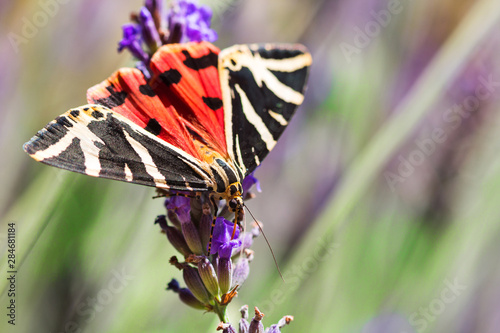 Jerse Tiger butterfly (Euplagia quadripunctari) perches on a lavender flower in summer garden photo
