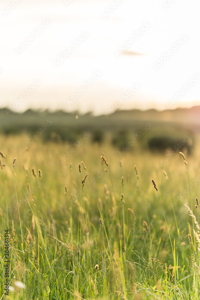 Obraz premium Landschaft im Sommer