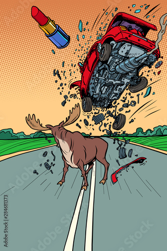 danger on the road, wild animals. moose and car