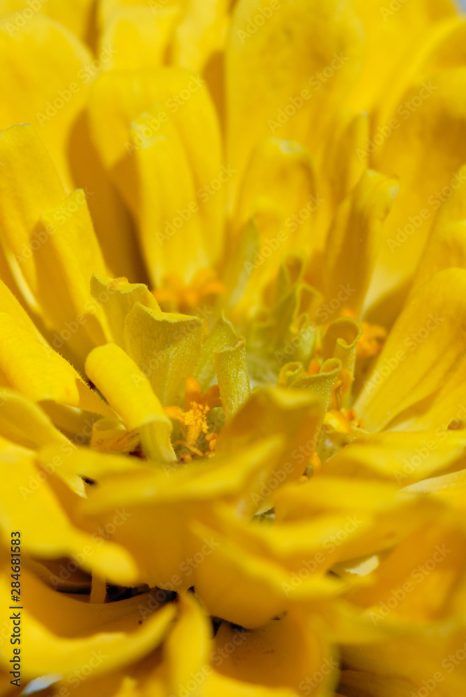 Fototapeta premium Yellow zinnia blooms in the summer garden closeup. Shallow depth of field