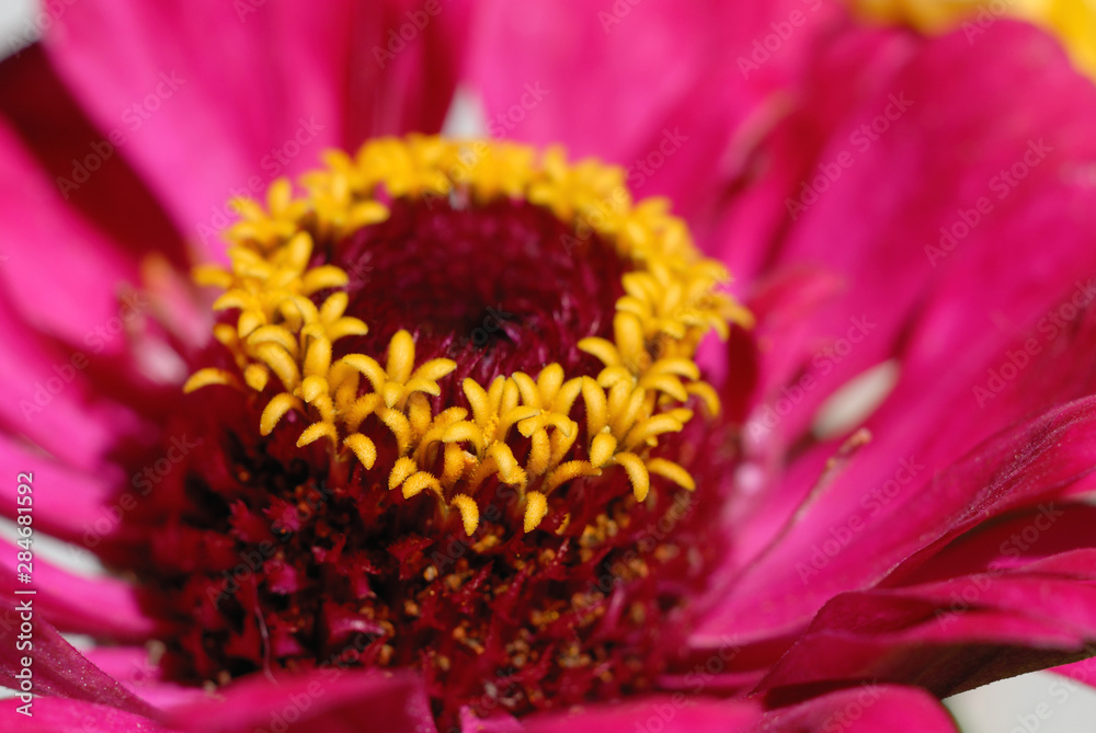 Zinnia blooms in the summer garden closeup. Shallow depth of field Zinnia blooms in the summer garden closeup. Shallow depth of field