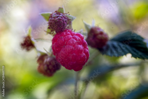 Sprig with ripe and unripe raspberry berries covered with a raspberry leaf