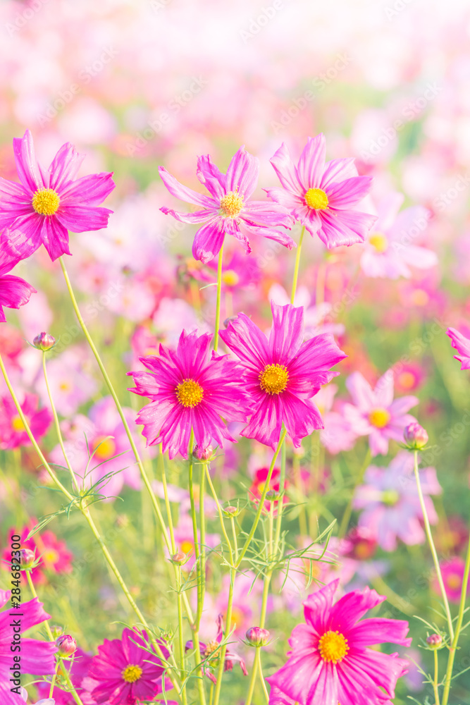 Soft, selective focus of Cosmos, blurry flower for background, colorful plants Soft, selective focus of Cosmos, blurry flower for background, colorful plants