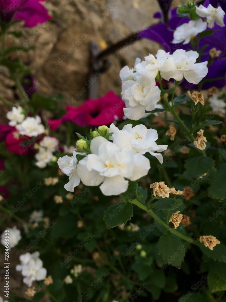 White Flowers in Garden White Flowers in Garden