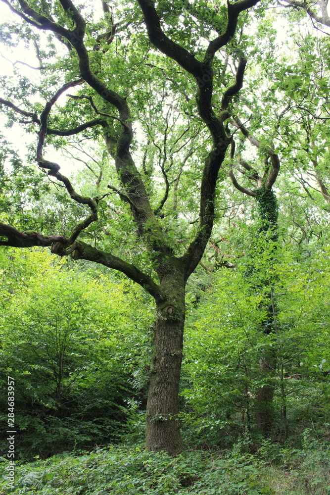 A photograph of a large oak tree in old British woodland, lots of green foliage. A photograph of a large oak tree in old British woodland, lots of green foliage.