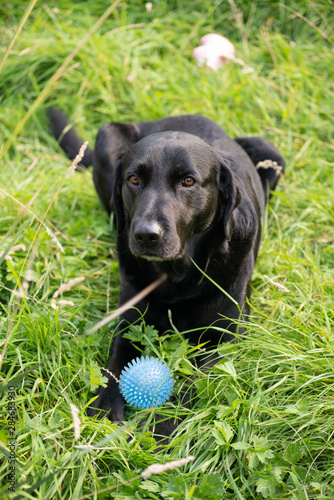Black labrador in tall grass with ball 3