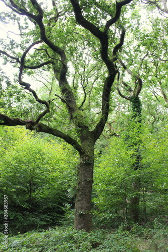 A photograph of a large oak tree in old British woodland, lots of green foliage.