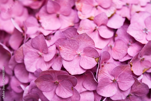 Hortensia Flowers