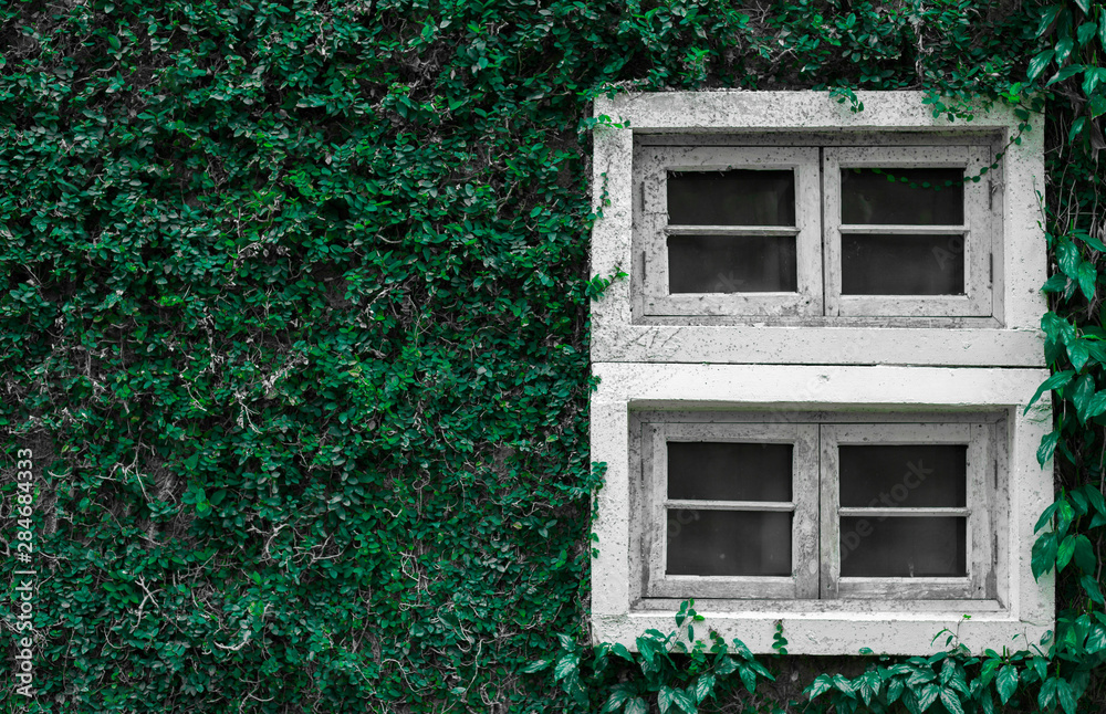 Green ivy covering building wall, White window covered with green ivy