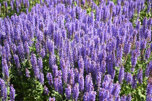 Lavender flowers  Genus Lavandula  is a flowering plant in the mint family  Lamiaceae.