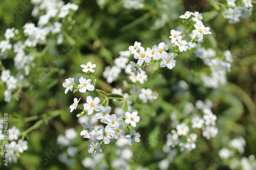 Flowering spurge at Northbrook, Illinois' Somme Prairie Nature Preserve