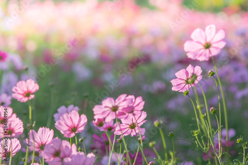 Soft  selective focus of Cosmos  blurry flower for background  colorful plants