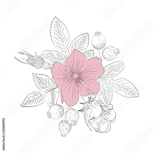 Spring. Summer. Garden flowers. Bouquet on a white background. Vintage style. Vector image.