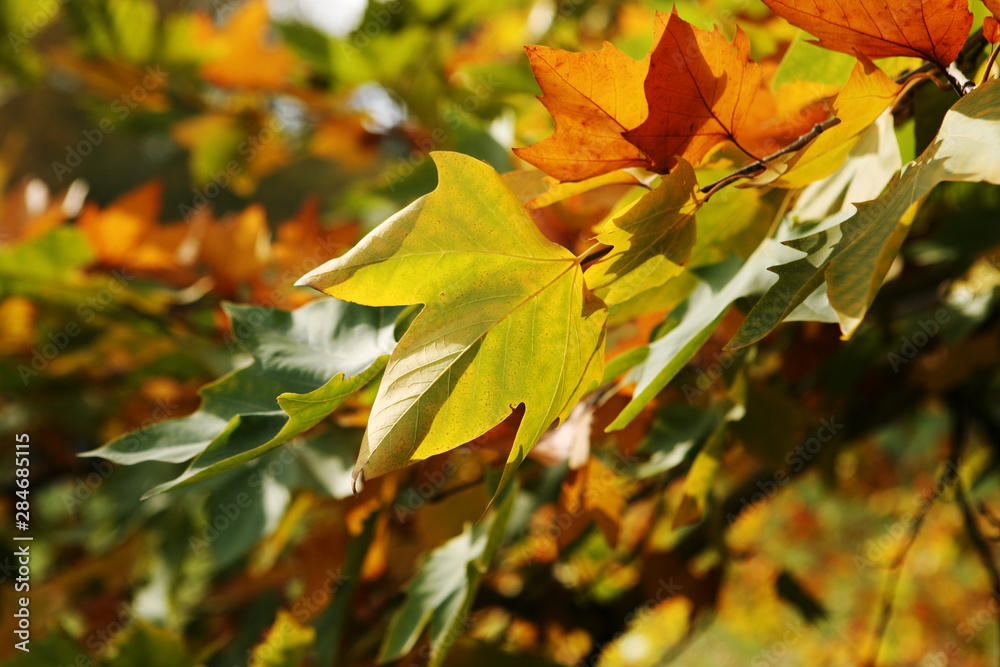 Fototapeta premium Sycamore leaves in autumn