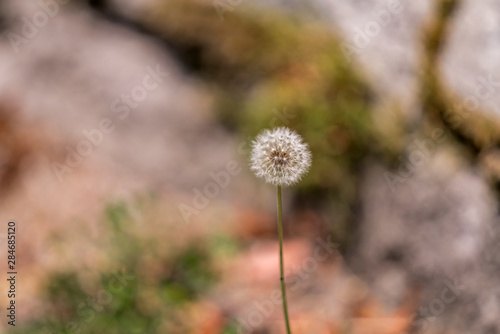 Flowers and bees