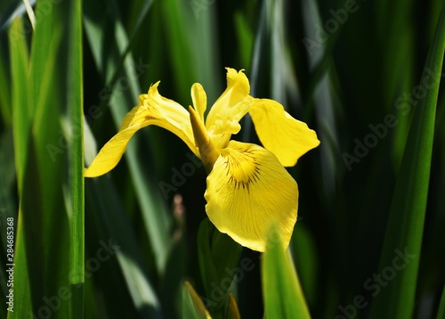 Iris Pseudacorus flower (yellow flag, yellow iris or water flag) is a species of flowering plant of the family Iridaceae. photo