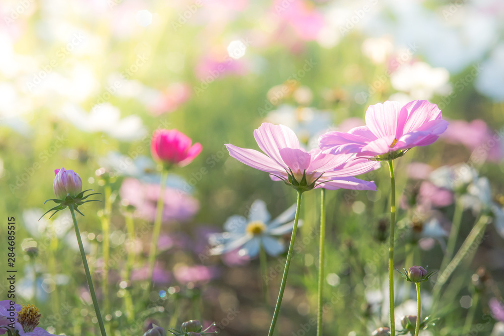 Soft, selective focus of Cosmos, blurry flower for background, colorful plants