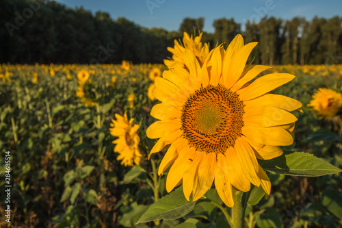 Sonnenblume