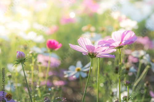 Soft  selective focus of Cosmos  blurry flower for background  colorful plants