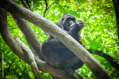 Gorilla in the branch