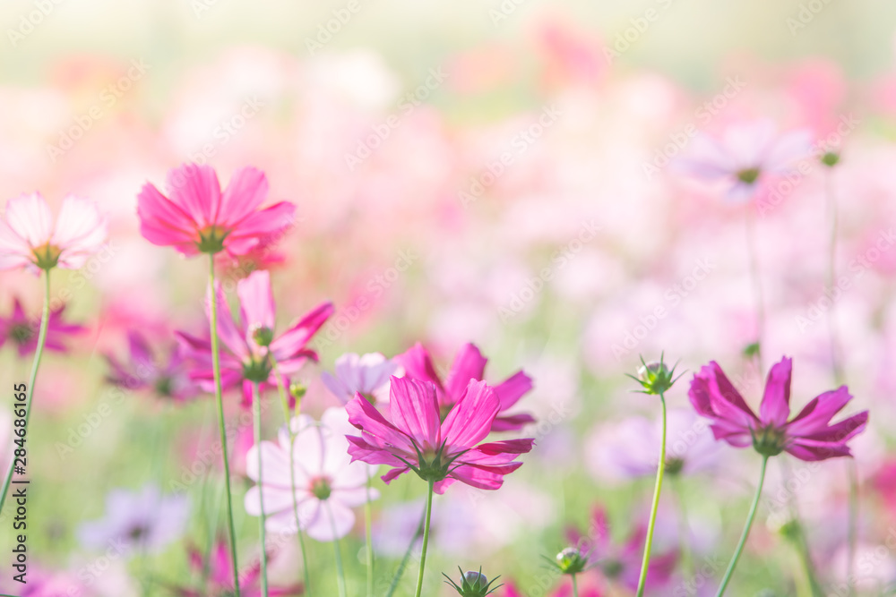 Soft, selective focus of Cosmos, blurry flower for background, colorful plants Soft, selective focus of Cosmos, blurry flower for background, colorful plants