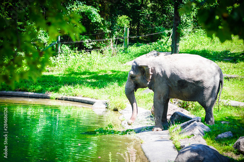 elephant in zoo