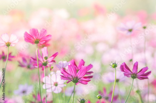 Soft, selective focus of Cosmos, blurry flower for background, colorful plants