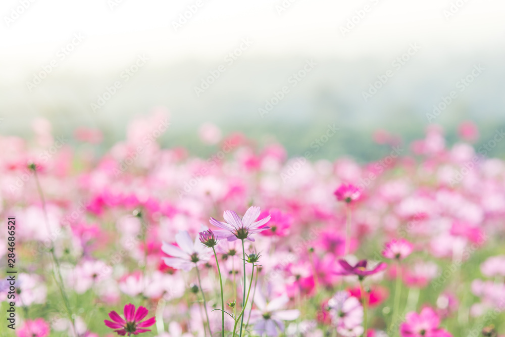 Soft, selective focus of Cosmos, blurry flower for background, colorful plants