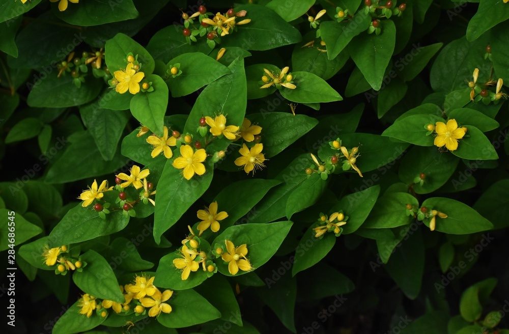 Hypericum Family Hypericum Perforatum, known as Perforate St John's-wort, is a flowering ...