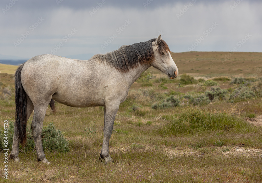 Beautiful Wild Horse in the Utah desert Beautiful Wild Horse in the Utah desert