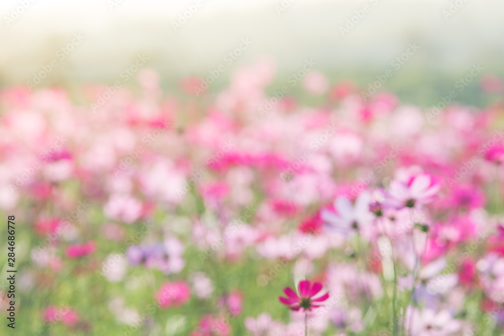 Soft, selective focus of Cosmos, blurry flower for background, colorful plants