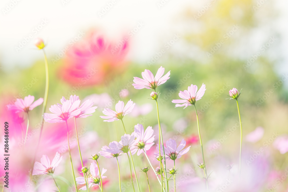 Soft, selective focus of Cosmos, blurry flower for background, colorful plants Soft, selective focus of Cosmos, blurry flower for background, colorful plants