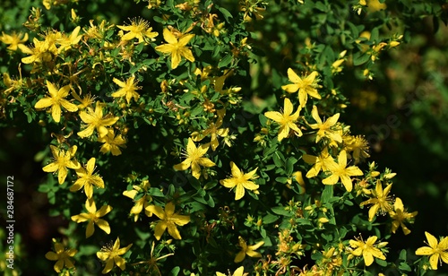 Hypericum Perforatum, known as Perforate St John's-wort, is a flowering plant in the family Hypericaceae.