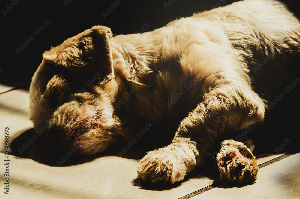 What Do I Do With A Dead Dog