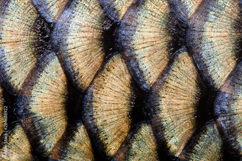 Big wild carp fish textured skin scales macro view. Photo golden scaly textured pattern. Selective focus, shallow depth field