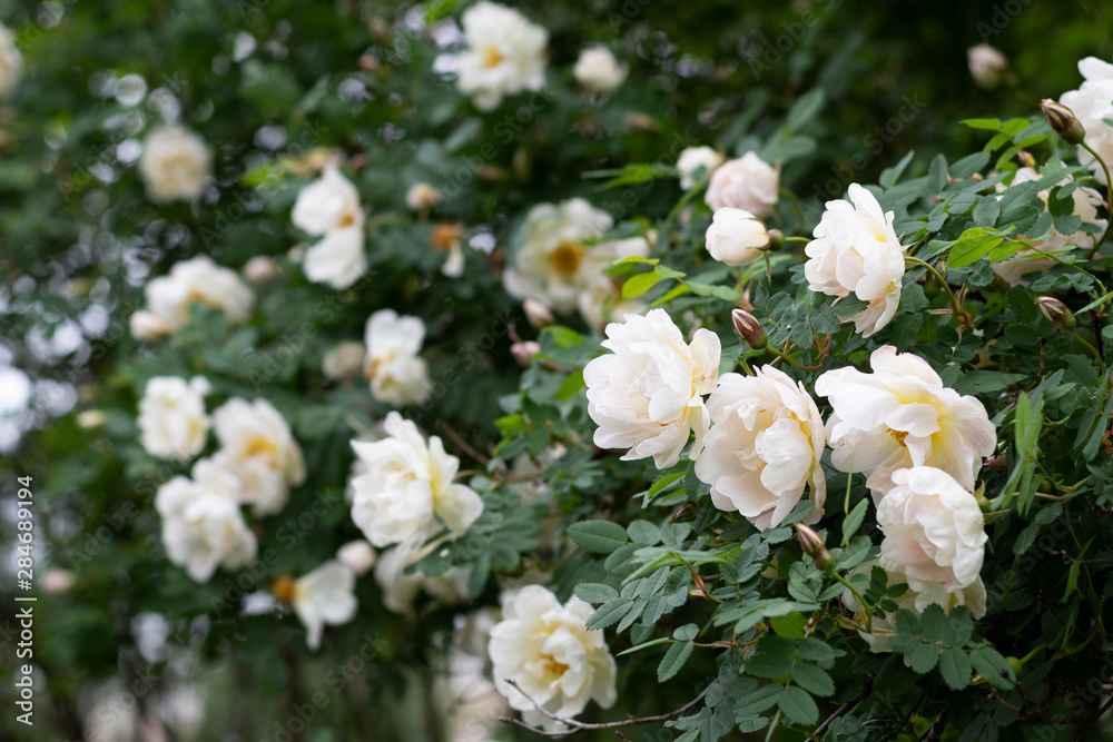 Beautiful white roses in garden. Rosa spinosissima. Beautiful white roses in garden. Rosa spinosissima.
