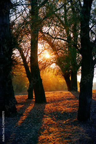 beautiful trees in the autumn forest near the river, bright sunlight at sunset © soleg