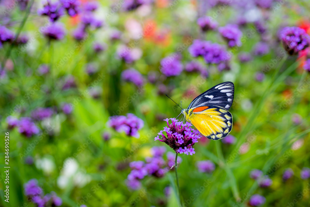 Naklejka premium Butterfly on verbena flower in the garden
