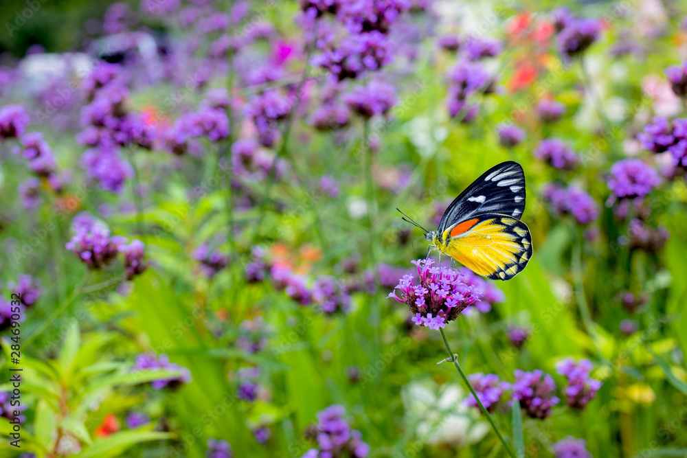 Butterfly on verbena flower in the garden Butterfly on verbena flower in the garden