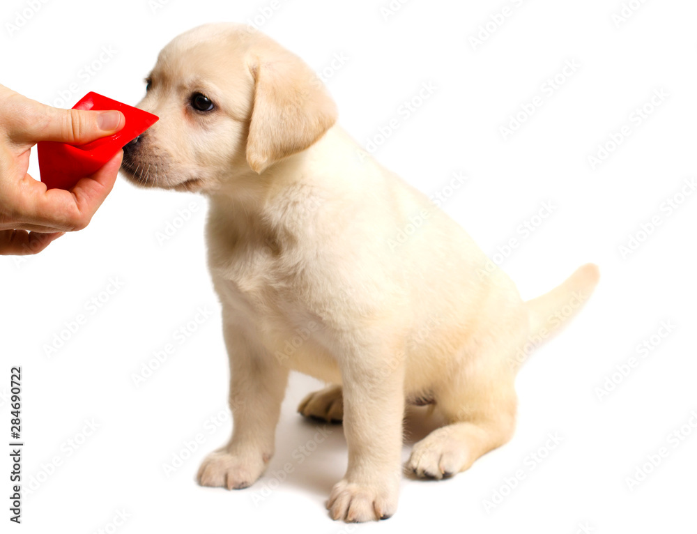Cute labrador puppy isolated on white background Cute labrador puppy isolated on white background