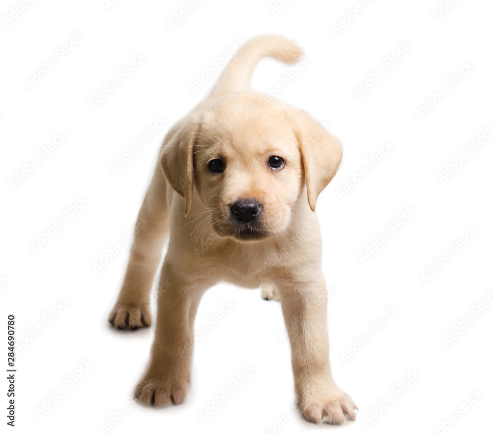 Cute labrador puppy isolated on white background Cute labrador puppy isolated on white background