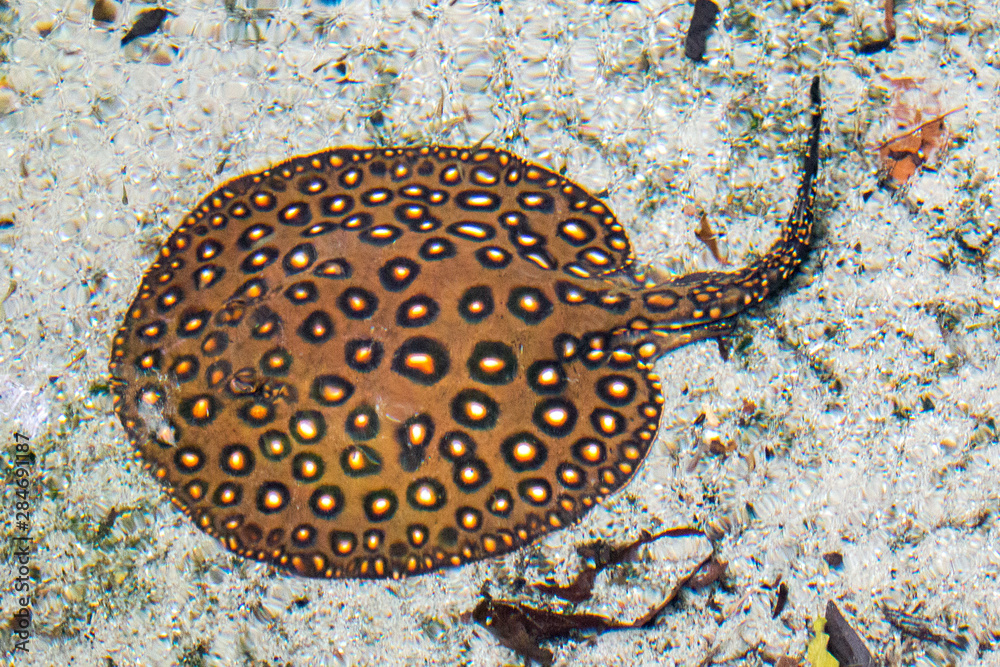 Ocellate river stingray (Potamotrygon motoro, Pfauenaugen-Stechrochen)