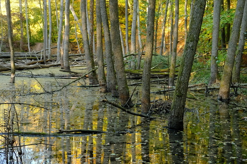 Der Steigerwald bei Ebrach im Naturpark Steigerwald, Landkreis Bamberg, Unterfranken, Franken, Deutschland © dina