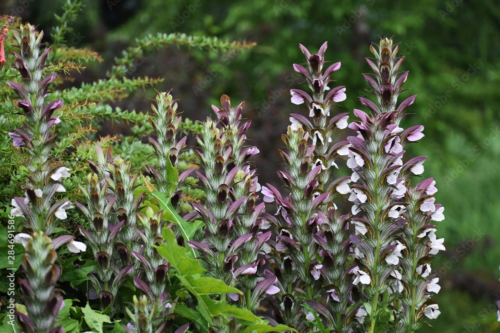 Acanthus Mollis, commonly known as Bear's Breeches, Sea Dock, Bearsfoot