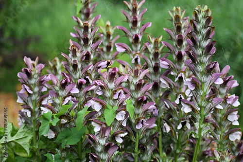 Acanthus Mollis, commonly known as Bear's Breeches, Sea Dock, Bearsfoot or Oyster plant, is a herbaceous perennial plant in the Acanthaceae family. photo