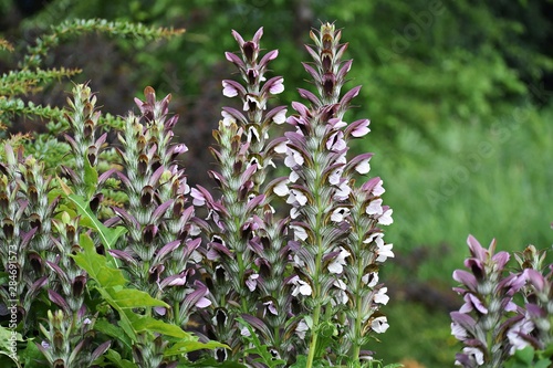 Obraz na plátně Acanthus Mollis, commonly known as Bear's Breeches, Sea Dock, Bearsfoot or Oyster plant, is a herbaceous perennial plant in the Acanthaceae family