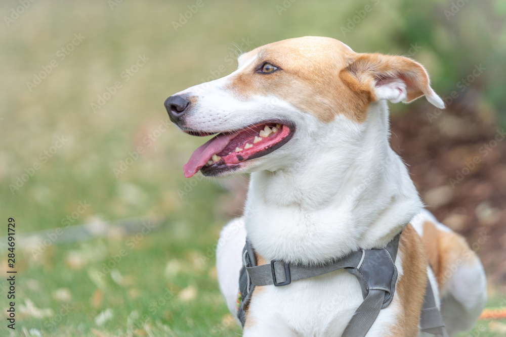 Seitliches Portrait Hund mit Geschirr Seitliches Portrait Hund mit Geschirr