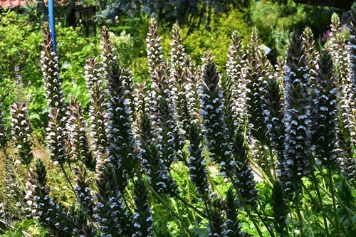 Acanthus Mollis, commonly known as Bear's Breeches, Sea Dock, Bearsfoot or Oyster plant, is a herbaceous perennial plant in the Acanthaceae family. photo