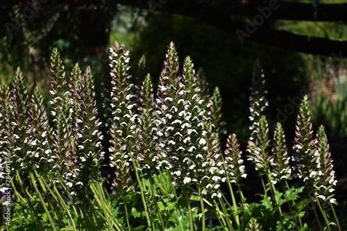 Acanthus Mollis, commonly known as Bear's Breeches, Sea Dock, Bearsfoot or Oyster plant, is a herbaceous perennial plant in the Acanthaceae family. photo